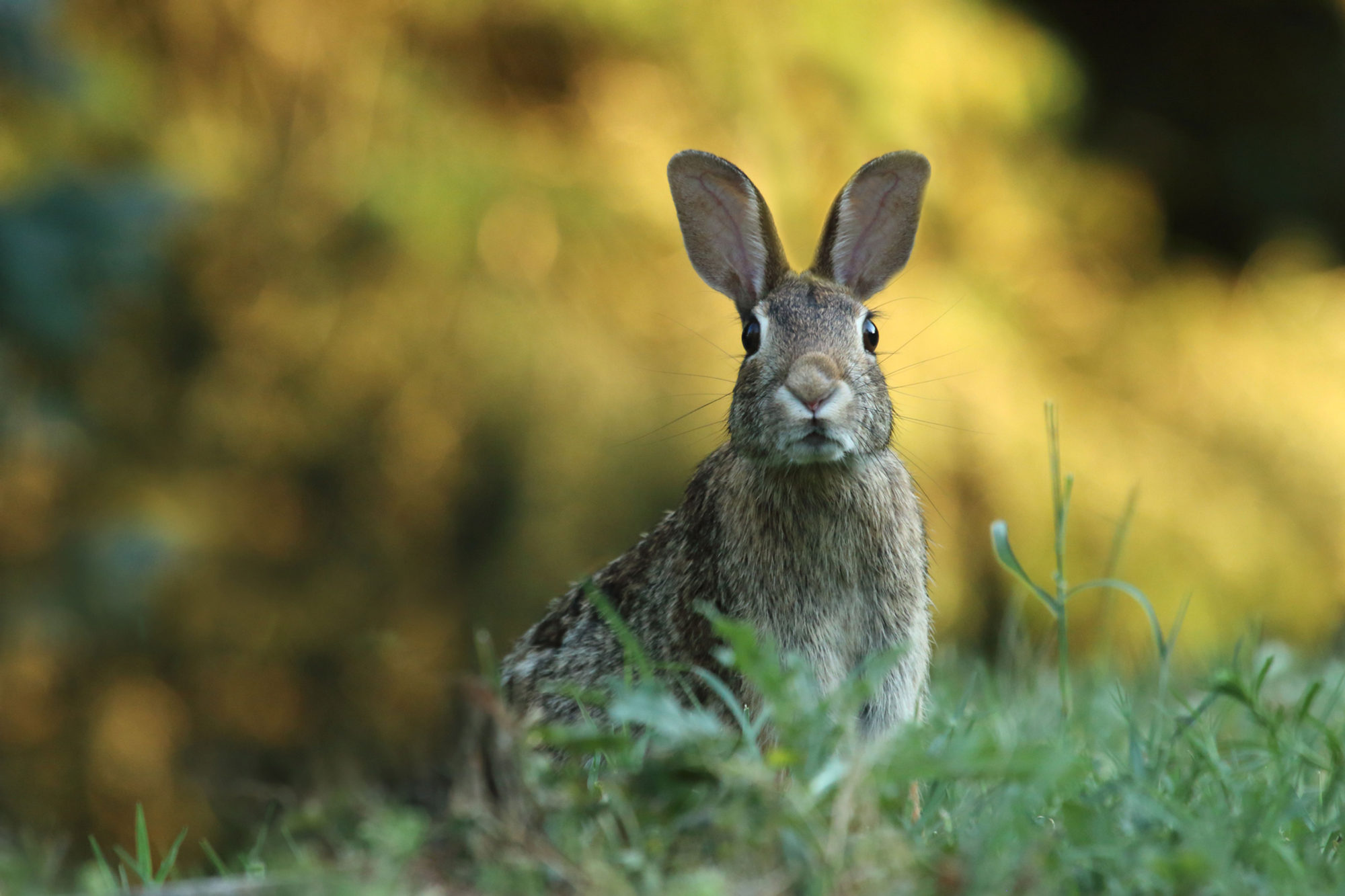 Conejo silvestre en los campos de la Segarra