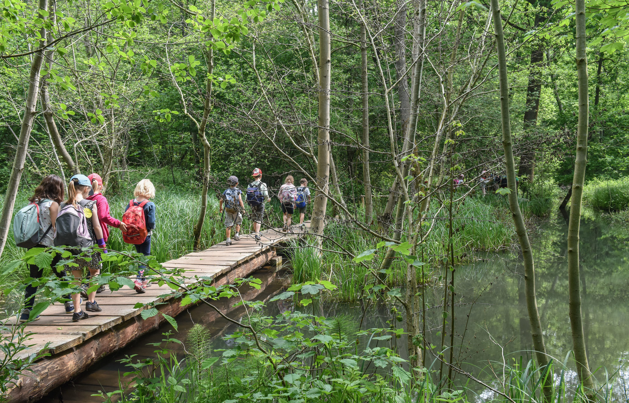Randonnée sur un sentier en bois au milieu des zones humides